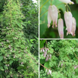 Едногодишни къдрави цветя за градината - характеристики на избор и отглеждане